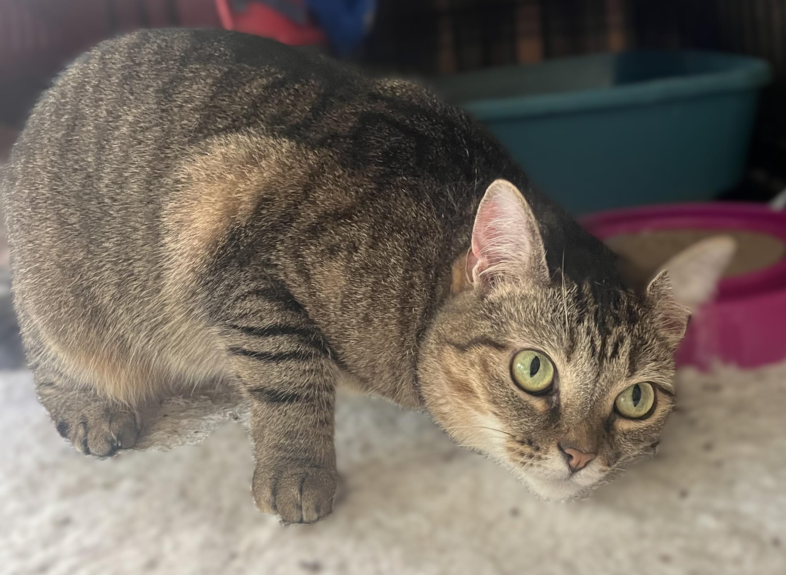 LOVEY, Adult Female unknown