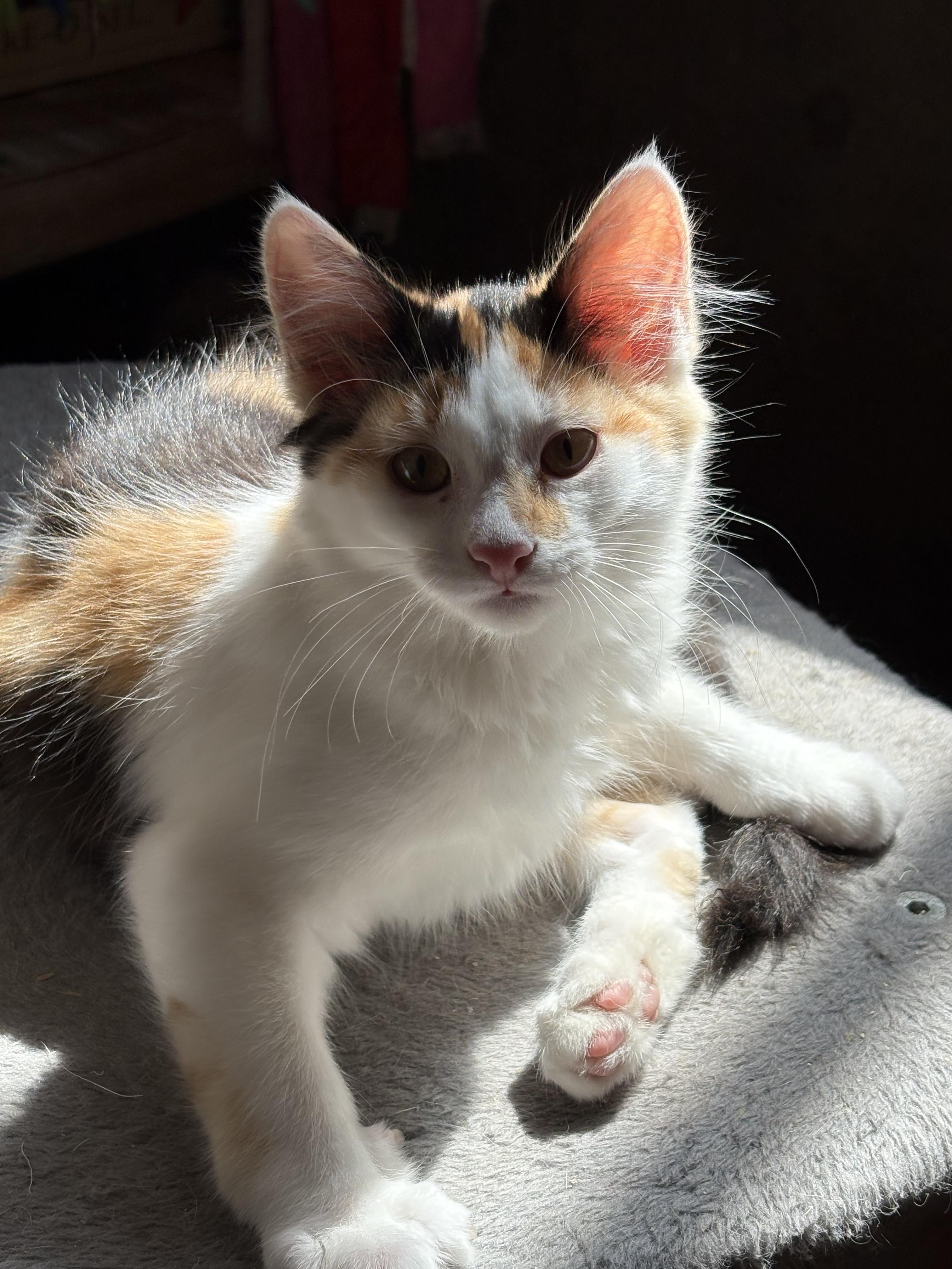 Callie, an adoptable Domestic Medium Hair in Missoula, MT, 59804 | Photo Image 2