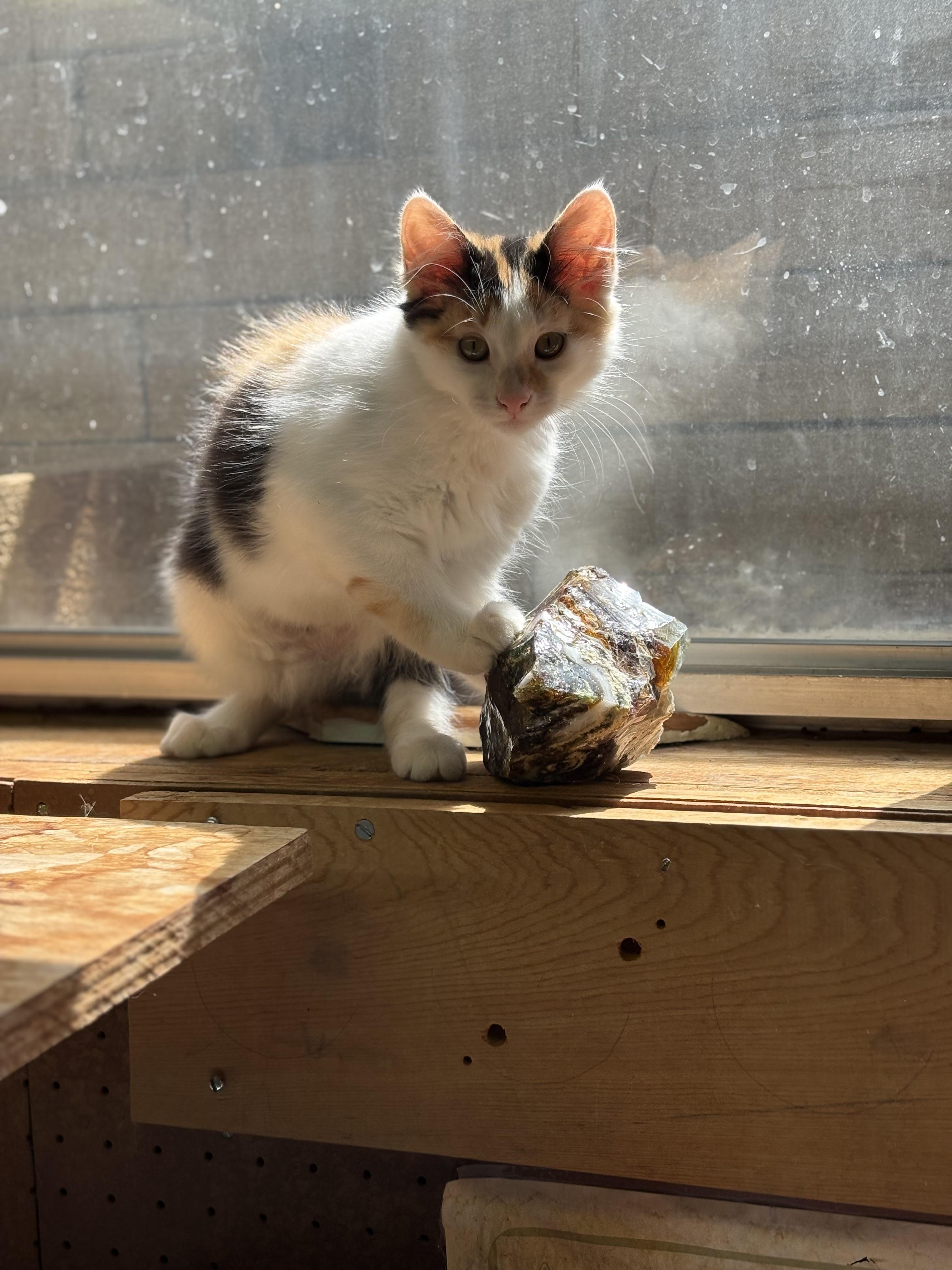 Callie