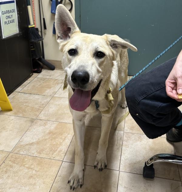 Capricorn (mcas), Adoptable, Young Female Mixed Breed.