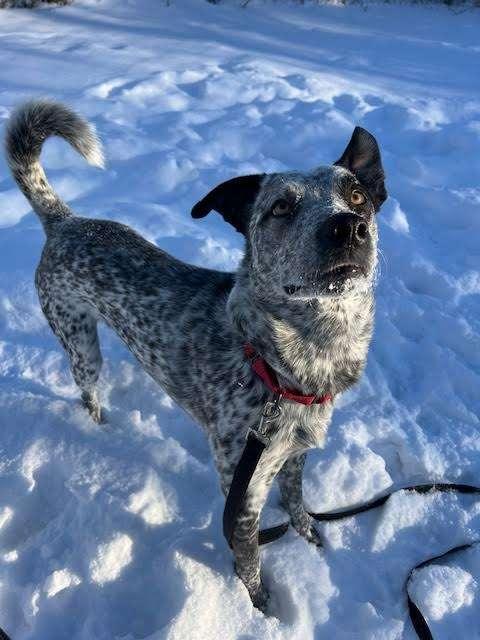 Enlarge BOB, an adoptable mixed breed in Ironwood, MI image 1/3