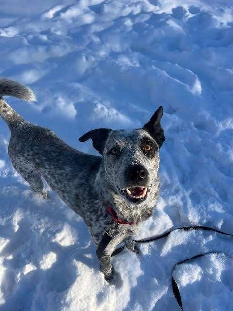 BOB, adoptable, Adult Male Australian Cattle Dog / Blue Heeler.