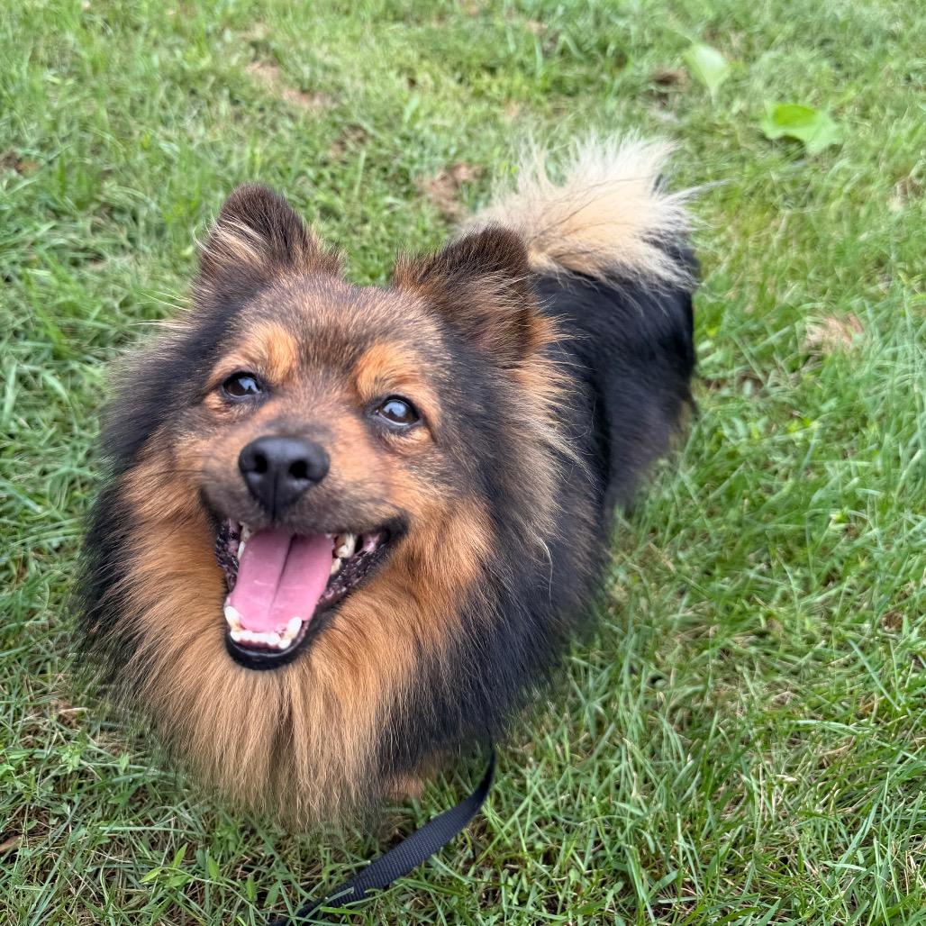 Alfie - adoption pending, Adoptable, Adult Male Mixed Breed.