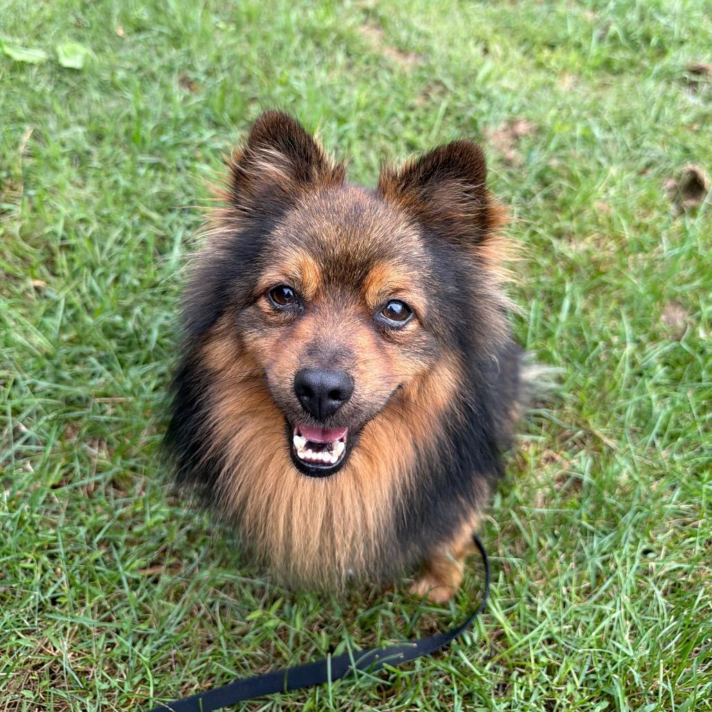 Enlarge Alfie - adoption pending, a Adoptable Mixed Breed in Oshkosh, WI image 2/4