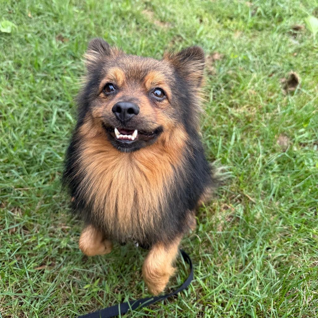 Enlarge Alfie - adoption pending, a Adoptable Mixed Breed in Oshkosh, WI image 3/4