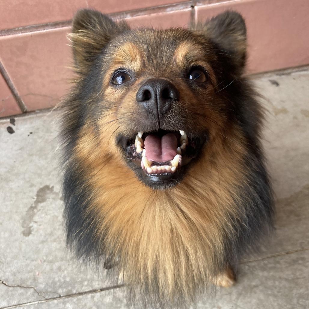 Enlarge Alfie - adoption pending, a Adoptable Mixed Breed in Oshkosh, WI image 4/4
