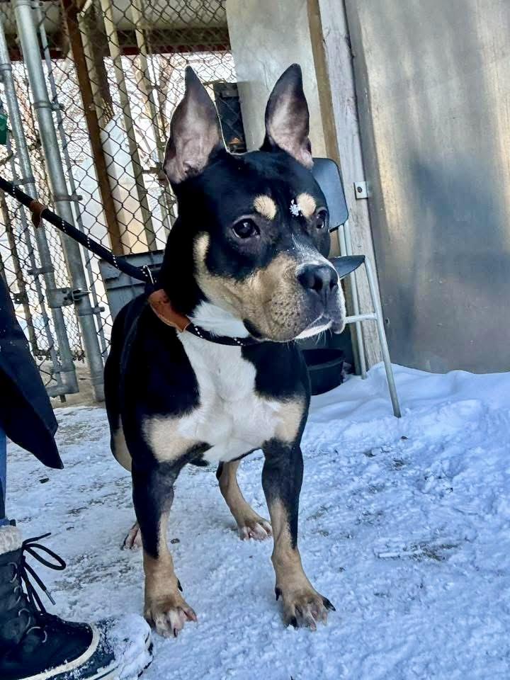 Enlarge Cosmo, an adopted Pit Bull Terrier in Chicago, IL image 3/5