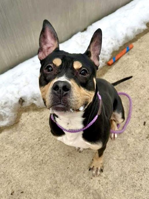 Enlarge Cosmo, an adopted Pit Bull Terrier in Chicago, IL image 1/5