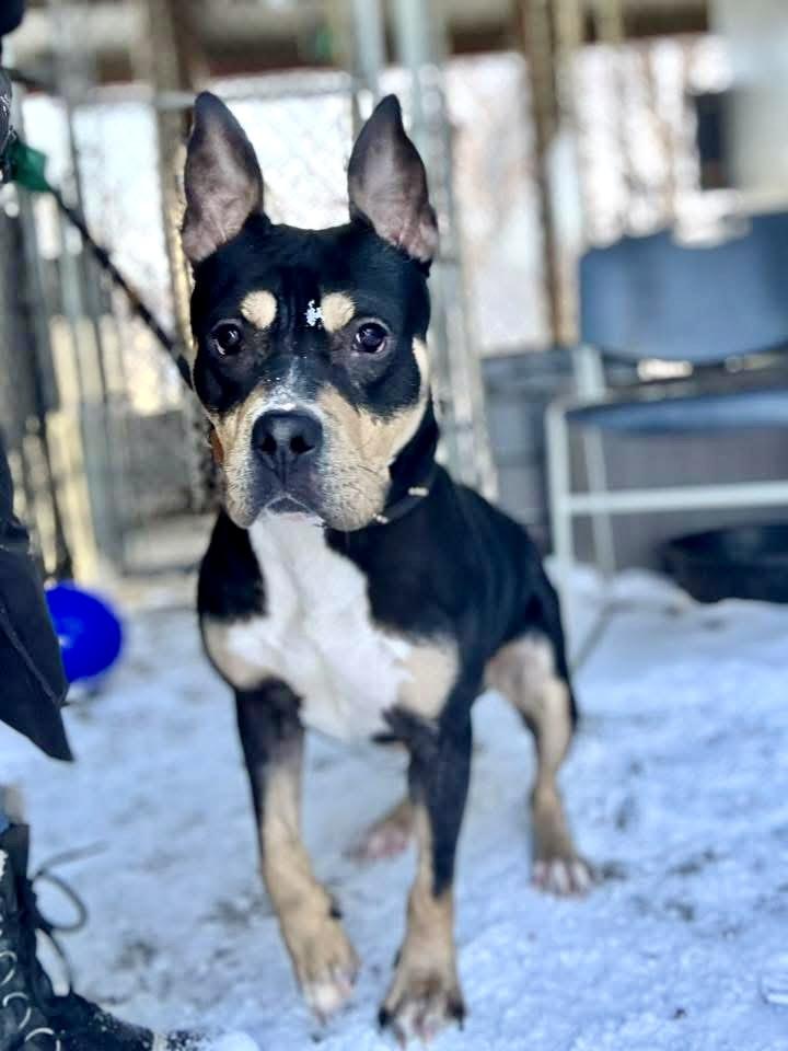 Enlarge Cosmo, an adopted Pit Bull Terrier in Chicago, IL image 2/5