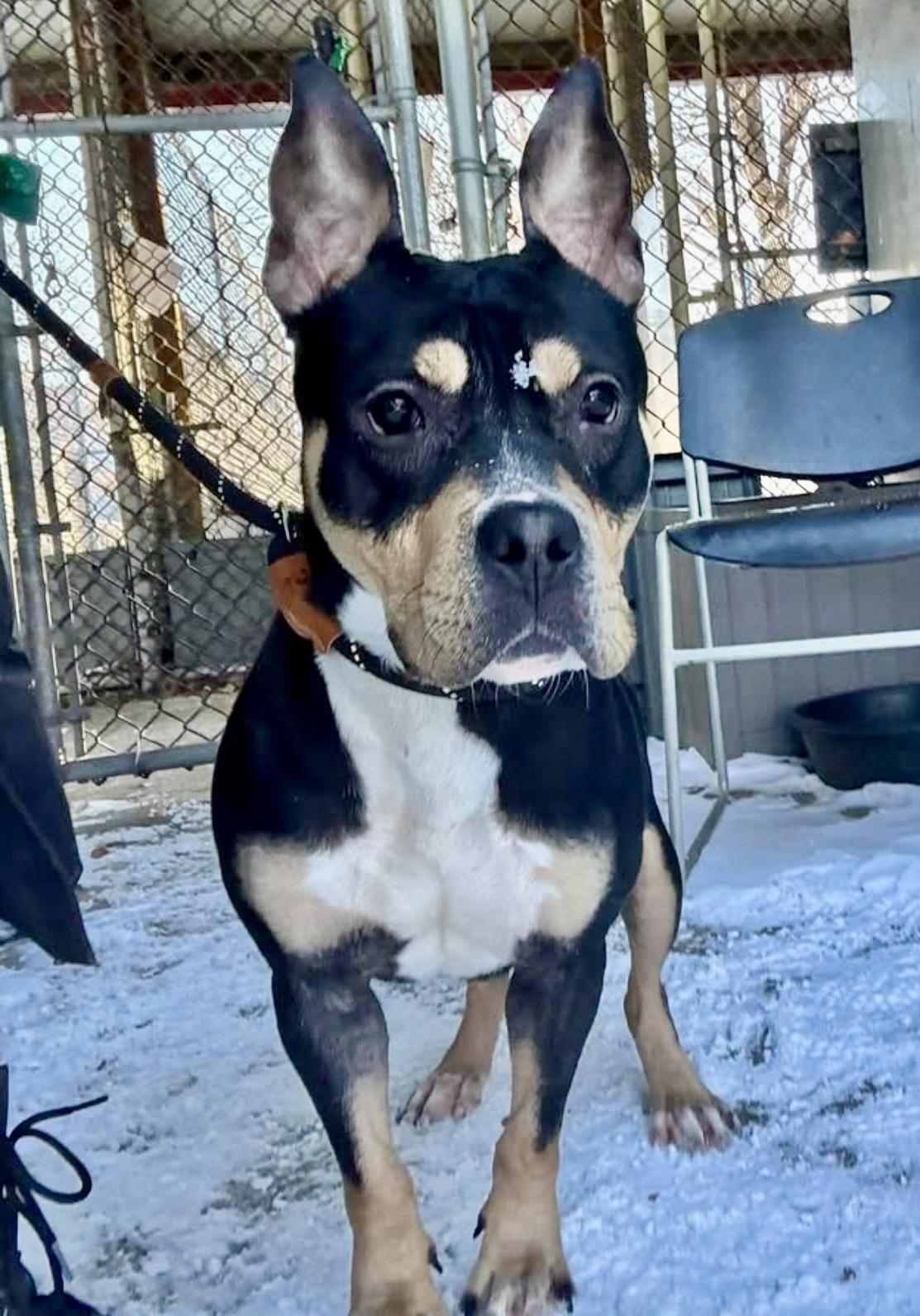 Enlarge Cosmo, an adopted Pit Bull Terrier in Chicago, IL image 4/5