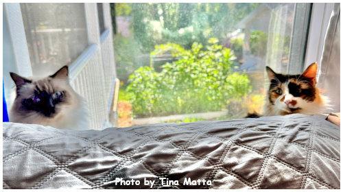 Enlarge Abigail, a Adopted mixed breed in Oak Ridge, TN image 1/3