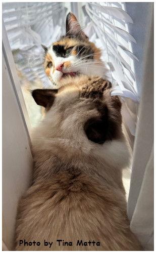 Enlarge Abigail, a Adopted mixed breed in Oak Ridge, TN image 2/3