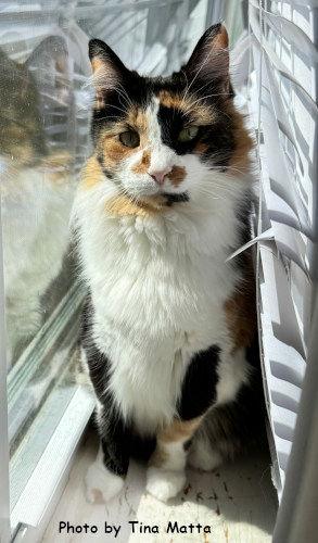 Enlarge Abigail, a Adopted mixed breed in Oak Ridge, TN image 3/3