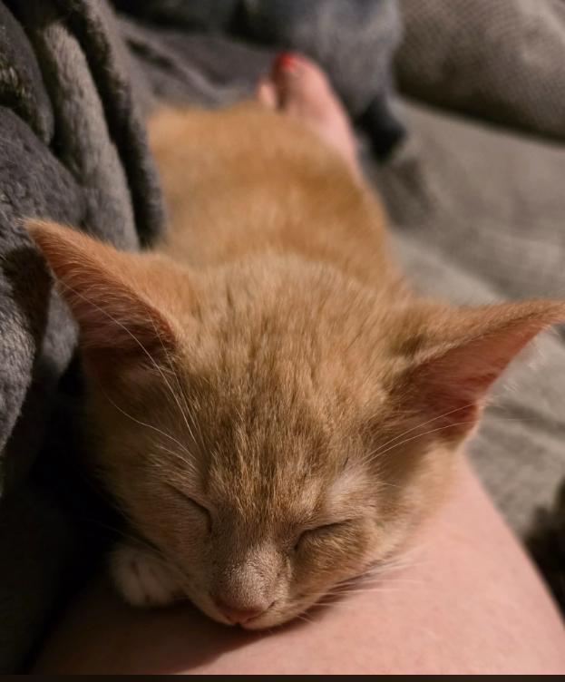 Turbo, an adopted Domestic Short Hair in Battle Creek, MI image 2/2
