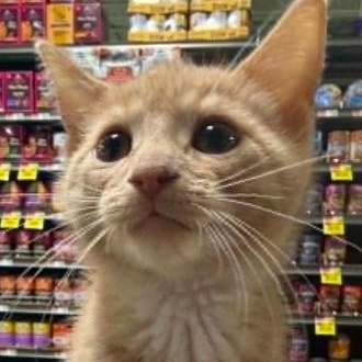 Turbo, an adopted Domestic Short Hair in Battle Creek, MI image 1/2