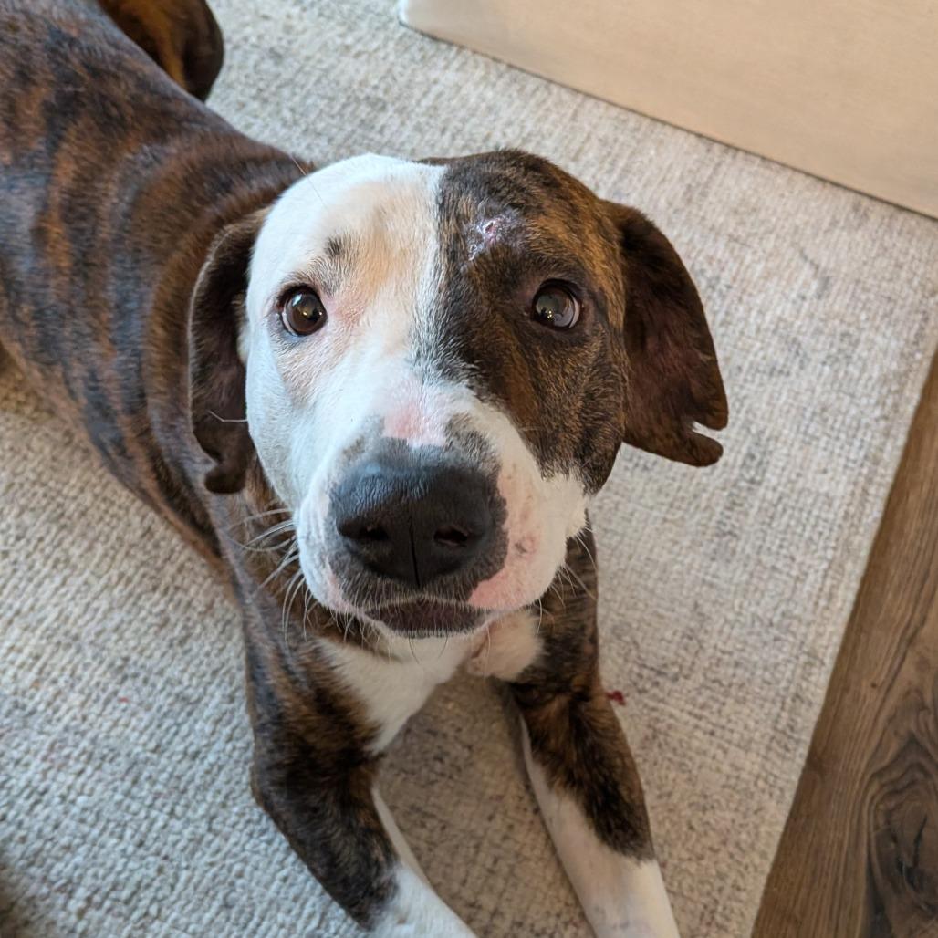 Holyfield, Adoptable, Adult Male Pit Bull Terrier.