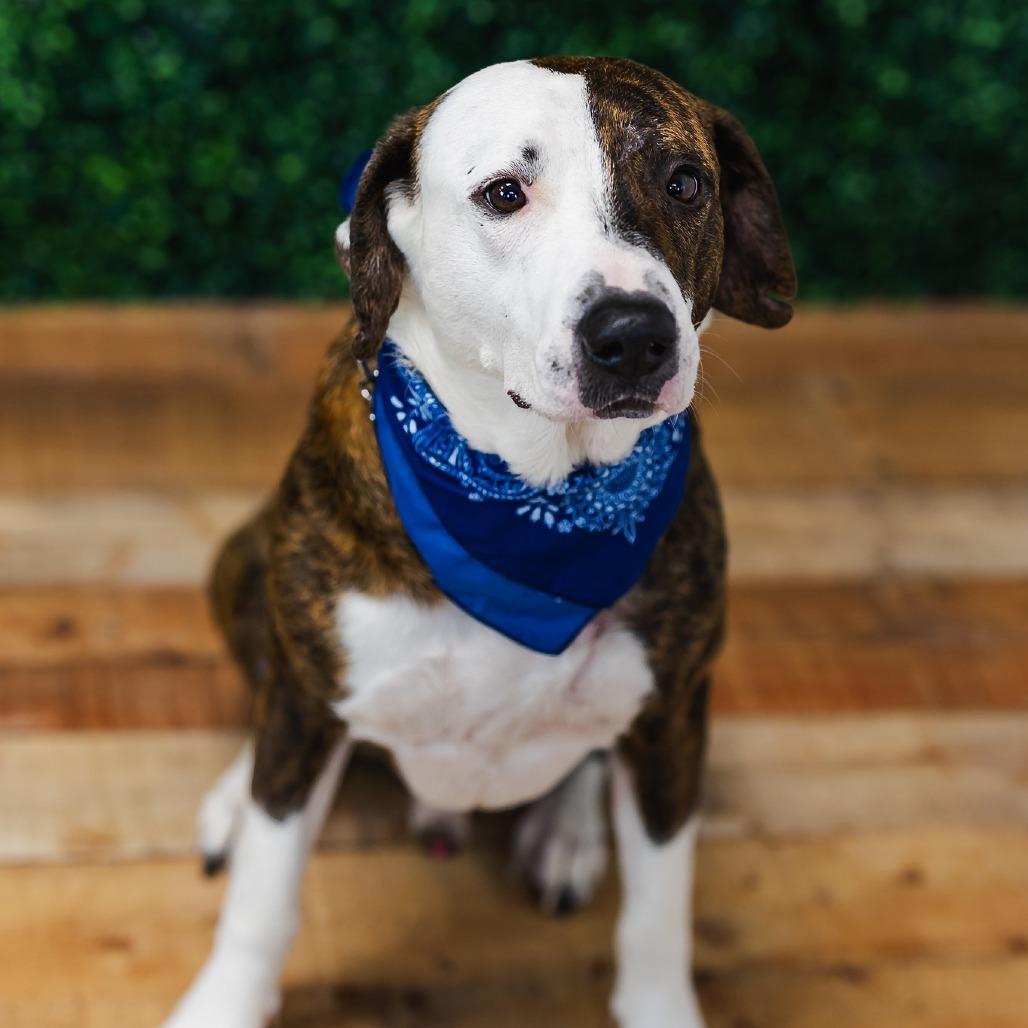 Enlarge Holyfield, a Adoptable Pit Bull Terrier in East Saint Louis, IL image 2/6