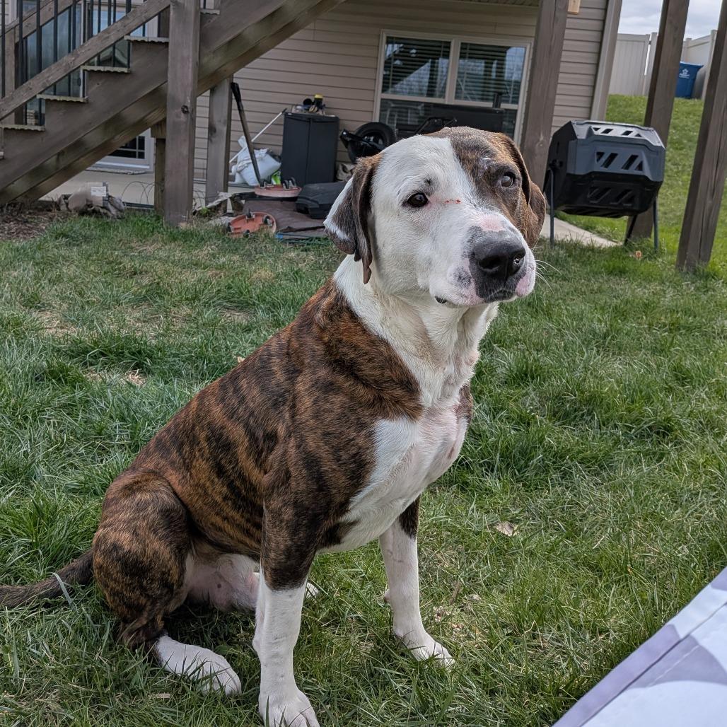 Enlarge Holyfield, a Adoptable Pit Bull Terrier in East Saint Louis, IL image 3/6
