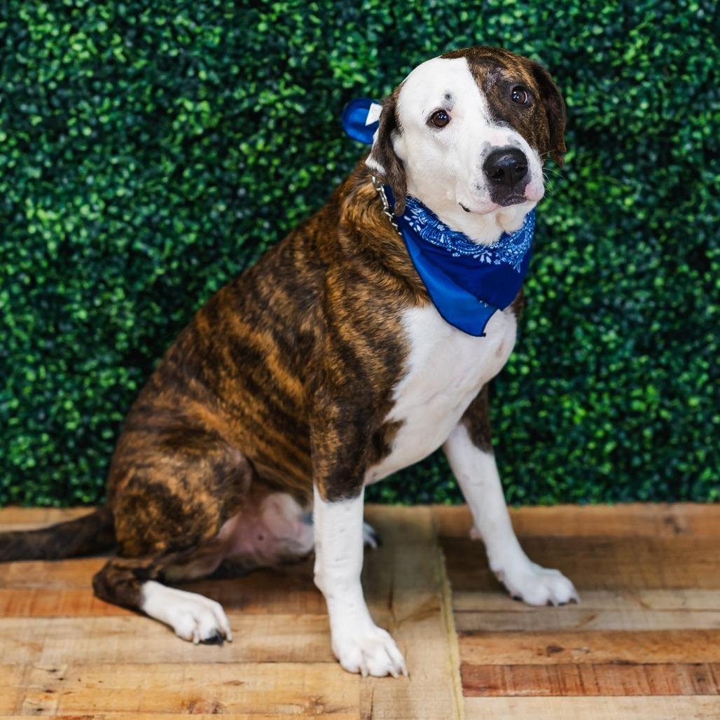 Enlarge Holyfield, a Adoptable Pit Bull Terrier in East Saint Louis, IL image 4/6