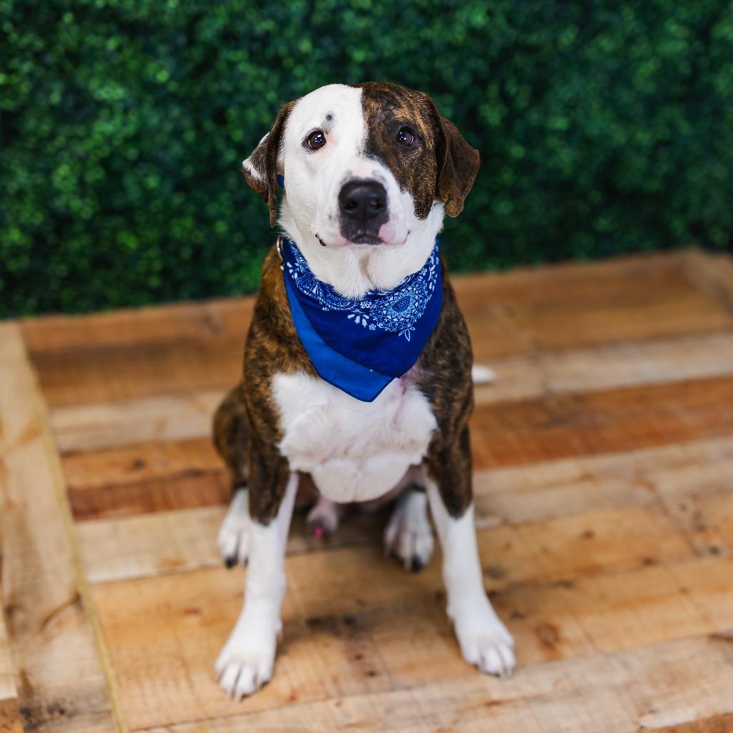 Enlarge Holyfield, a Adoptable Pit Bull Terrier in East Saint Louis, IL image 5/6