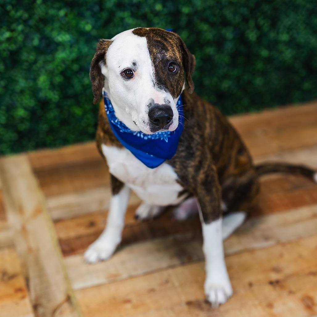 Enlarge Holyfield, a Adoptable Pit Bull Terrier in East Saint Louis, IL image 6/6