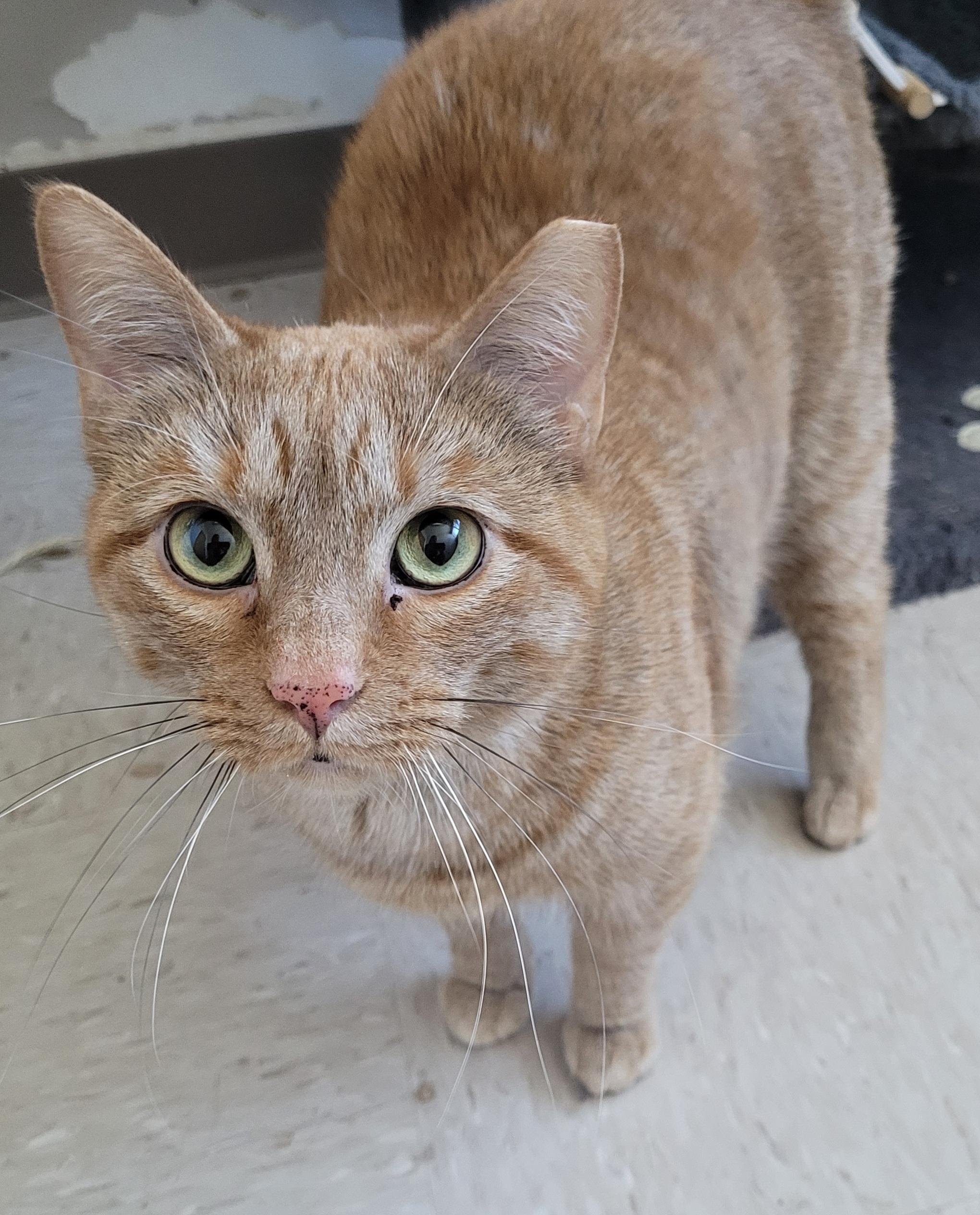 Scout AKA Sweeper, a Adoptable mixed breed in Shelbyville, TN image 2/2
