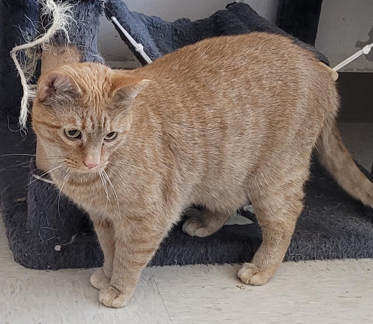 Scout AKA Sweeper, a Adoptable mixed breed in Shelbyville, TN image 1/2