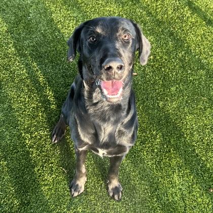 Ayce, Adoptable, Young Male Labrador Retriever & Great Pyrenees.