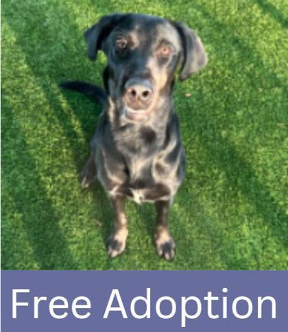 Enlarge Ayce, a Adoptable mixed breed in Grapevine, TX image 2/3