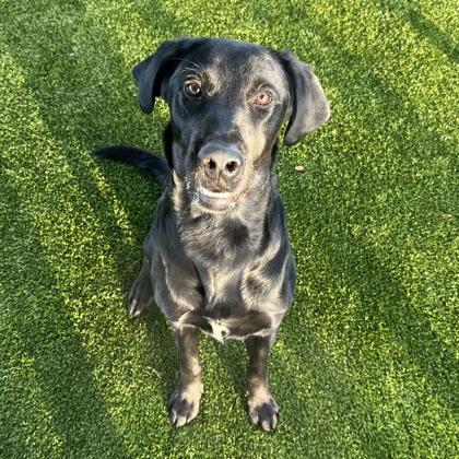 Enlarge Ayce, a Adoptable mixed breed in Grapevine, TX image 3/3