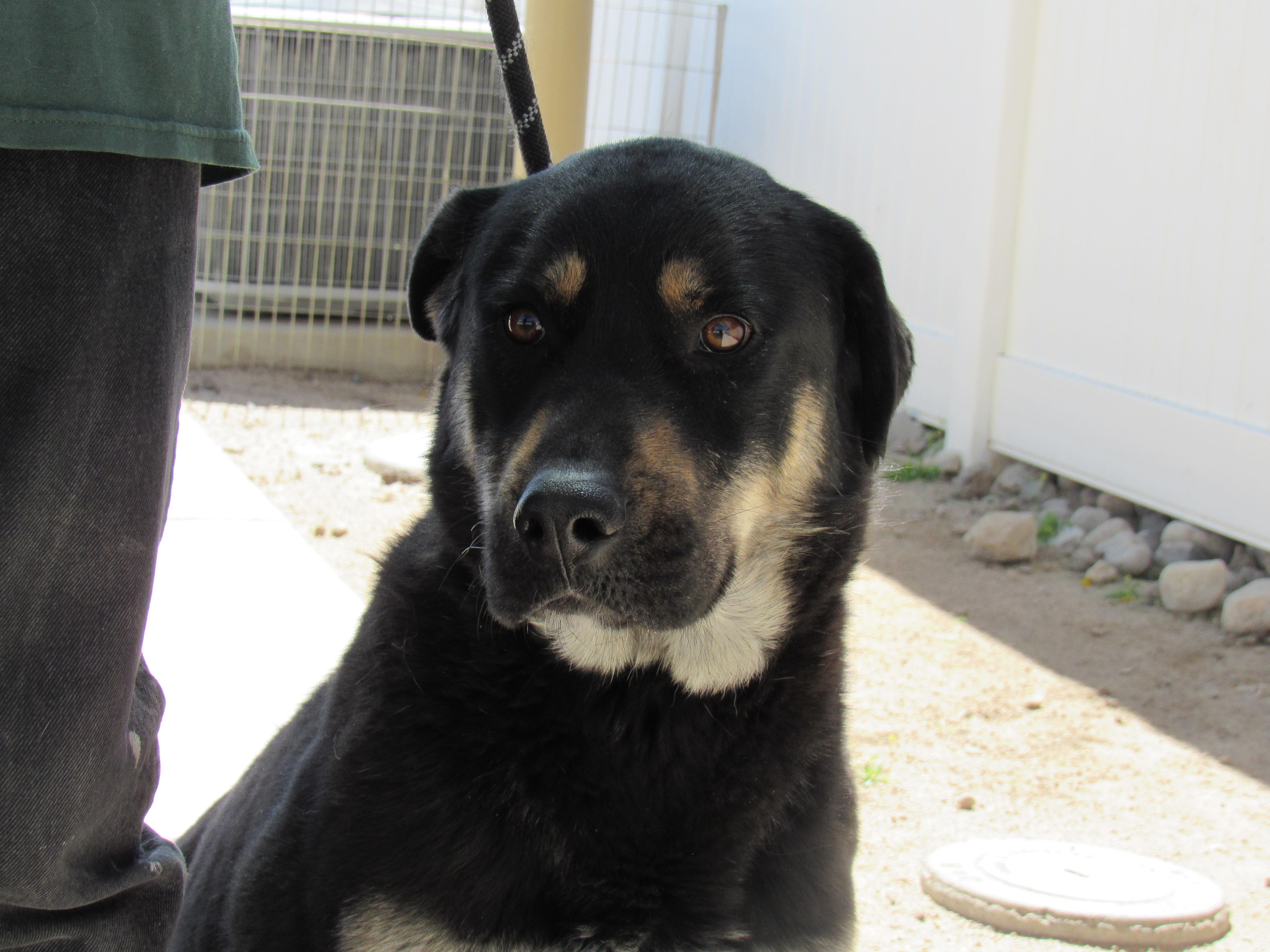 Bluey, Adult Male Rottweiler