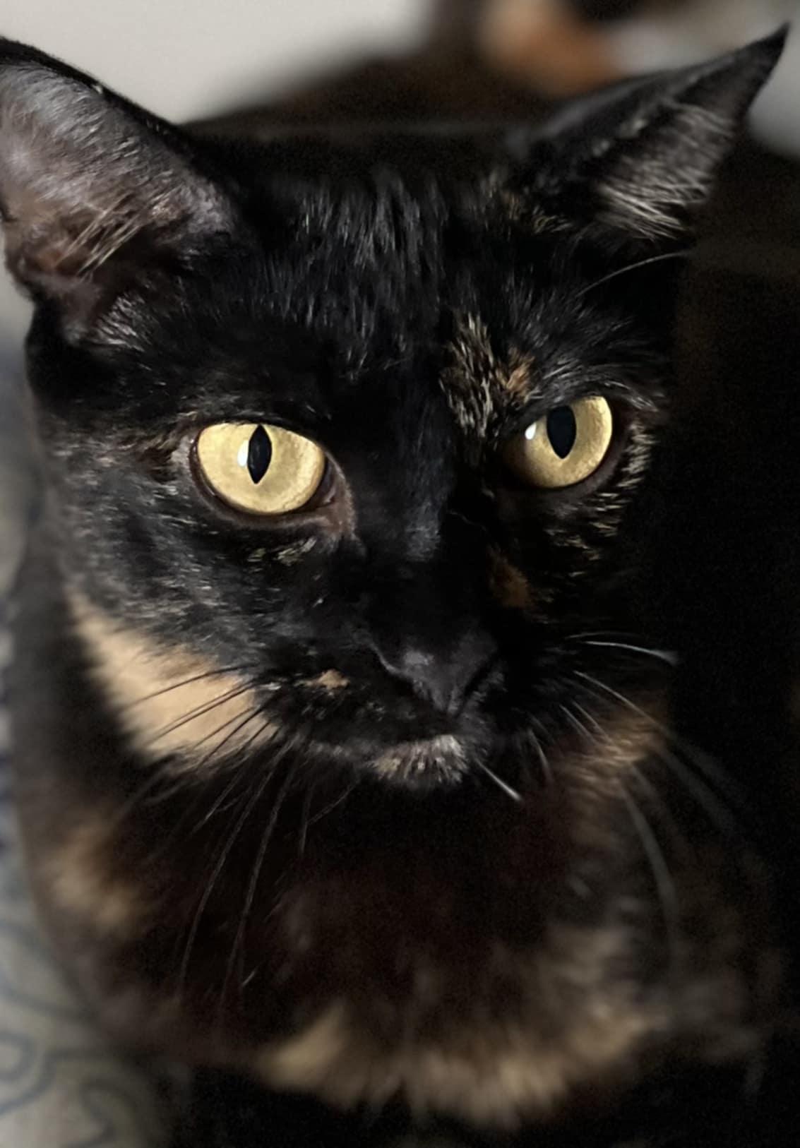 Nyla