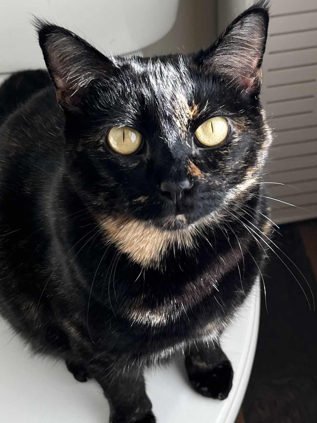 Nyla