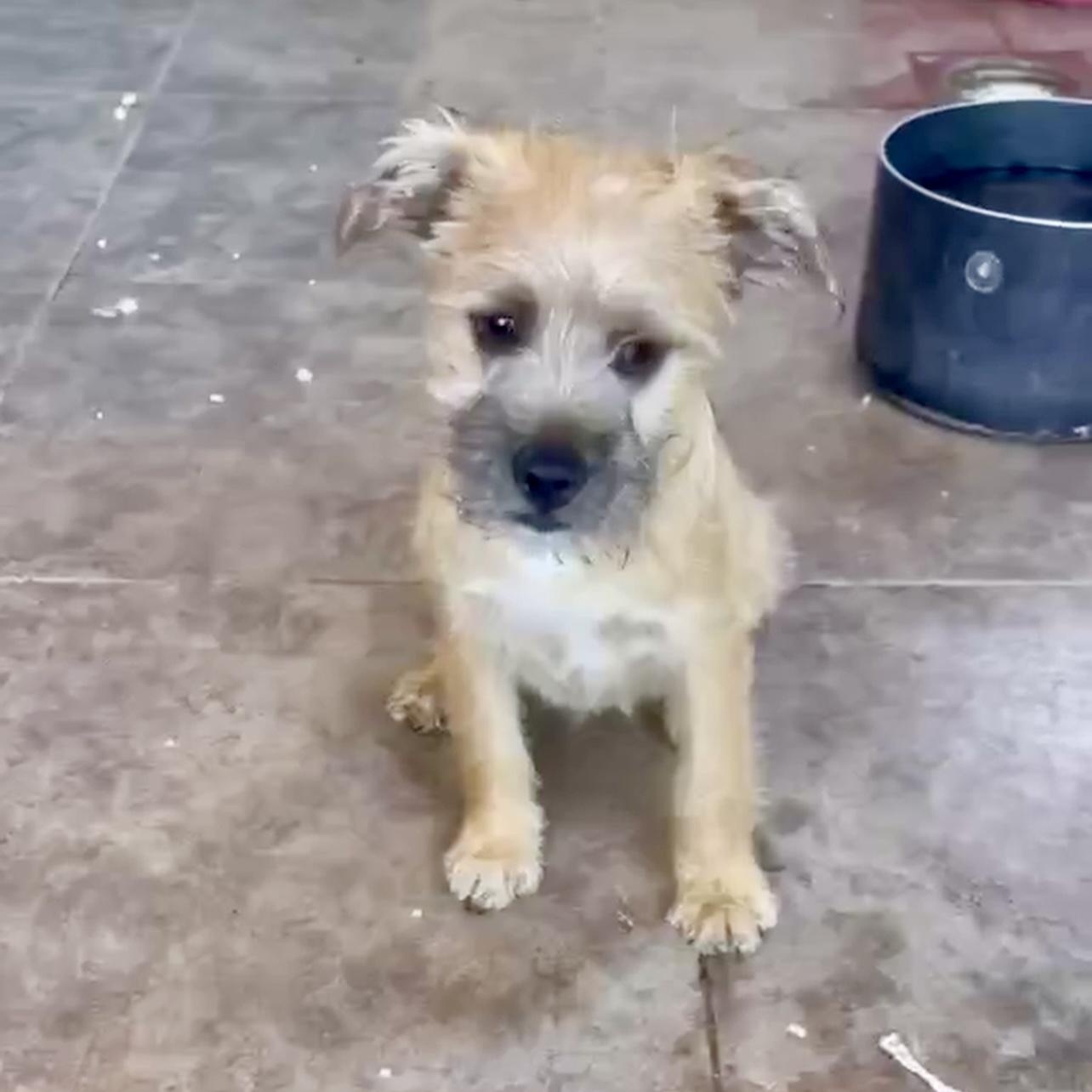 Enlarge Beckett, a Adoptable mixed breed in Escondido, CA image 2/3