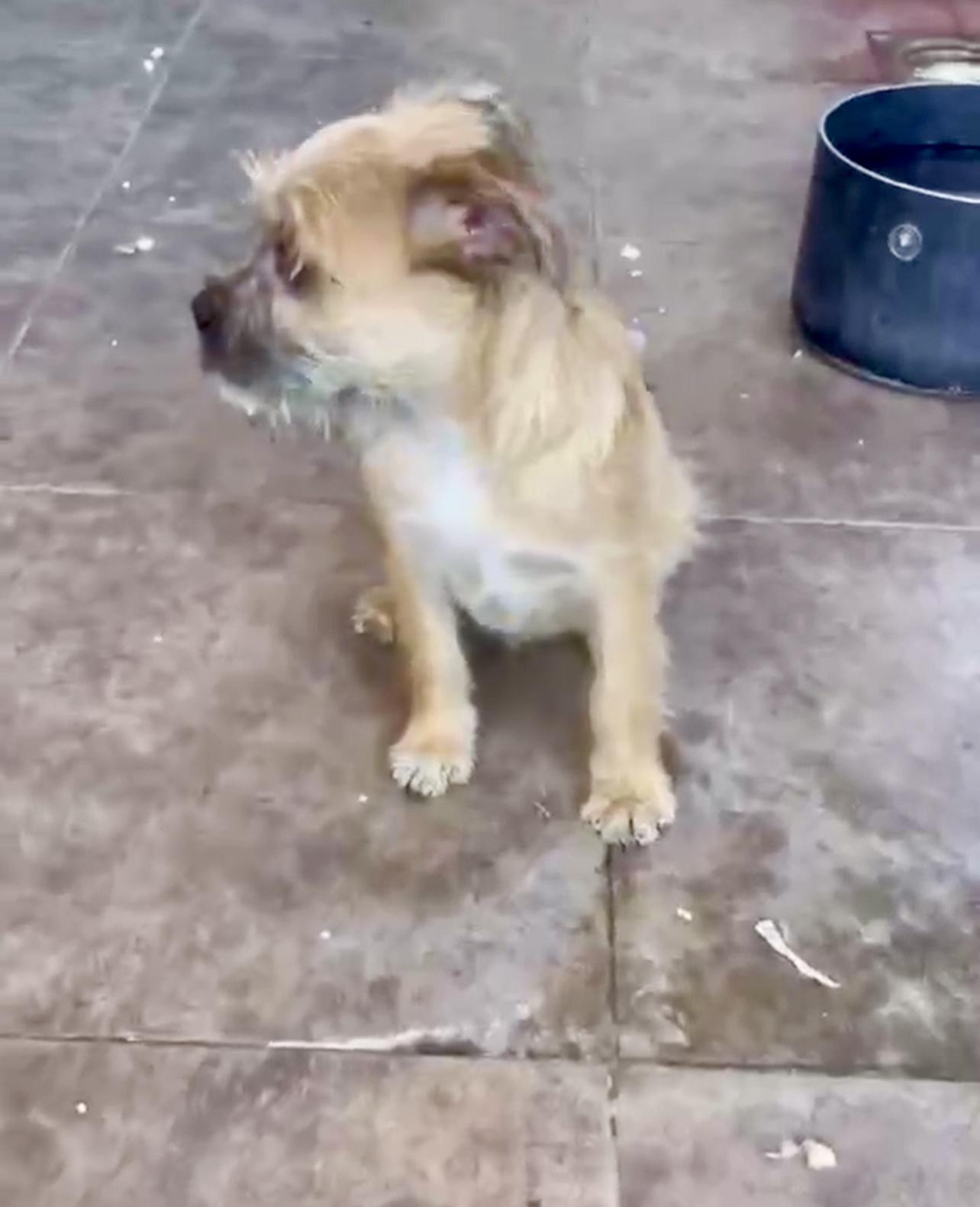 Enlarge Beckett, a Adoptable mixed breed in Escondido, CA image 3/3