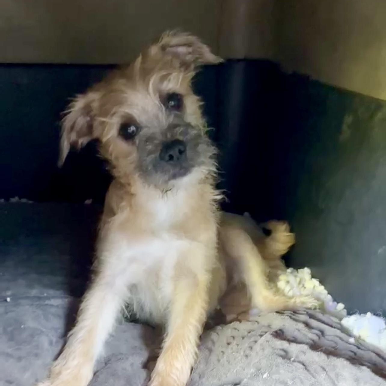 Enlarge Beckett, a Adoptable mixed breed in Escondido, CA image 1/3