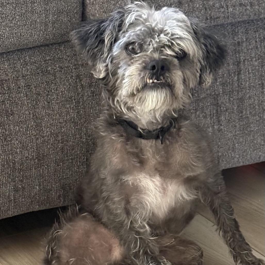 Oscar, Adoptable, Senior Male Yorkshire Terrier.