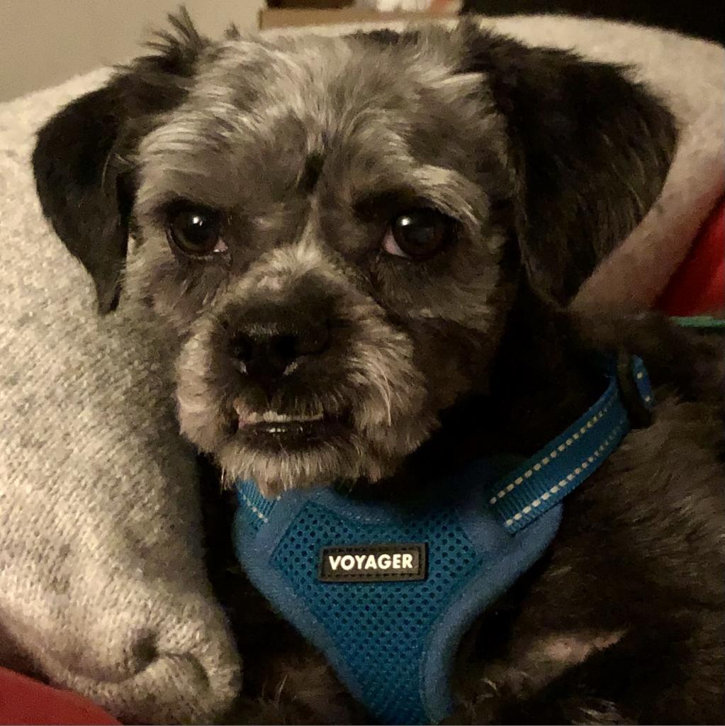Enlarge Oscar, a Adoptable Yorkshire Terrier in Goodlettsville, TN image 2/6