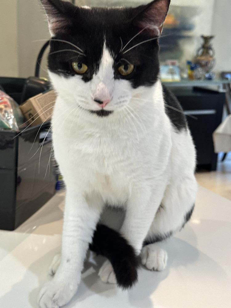 Storm, Adoptable, Young Male Domestic Short Hair.