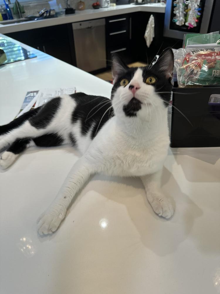 Storm, a Adoptable Domestic Short Hair in Plantation, FL image 2/5