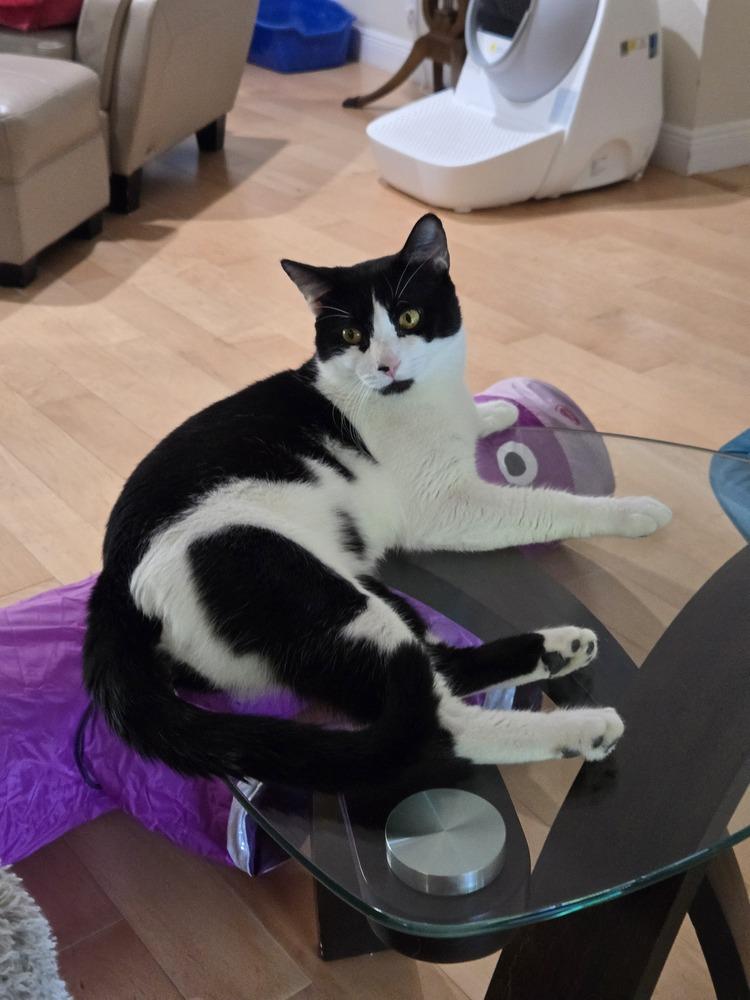 Storm, a Adoptable Domestic Short Hair in Plantation, FL image 3/5