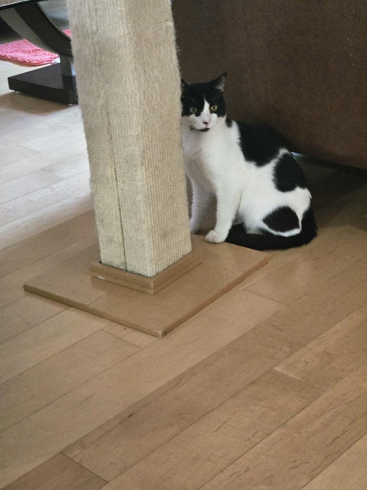 Storm, Adoptable, Young Male Domestic Short Hair.