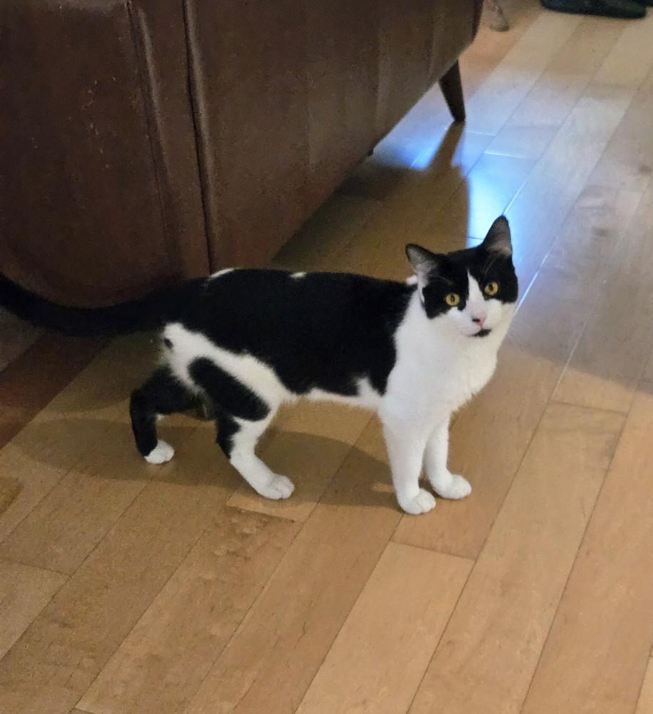 Storm, a Adoptable Domestic Short Hair in Plantation, FL image 5/5