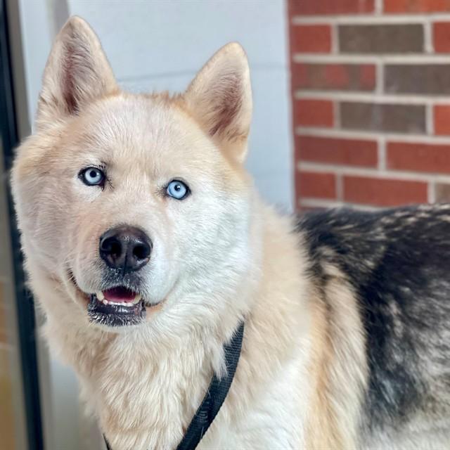 DIEGO, Adoptable, Young Male Siberian Husky & Mixed Breed.
