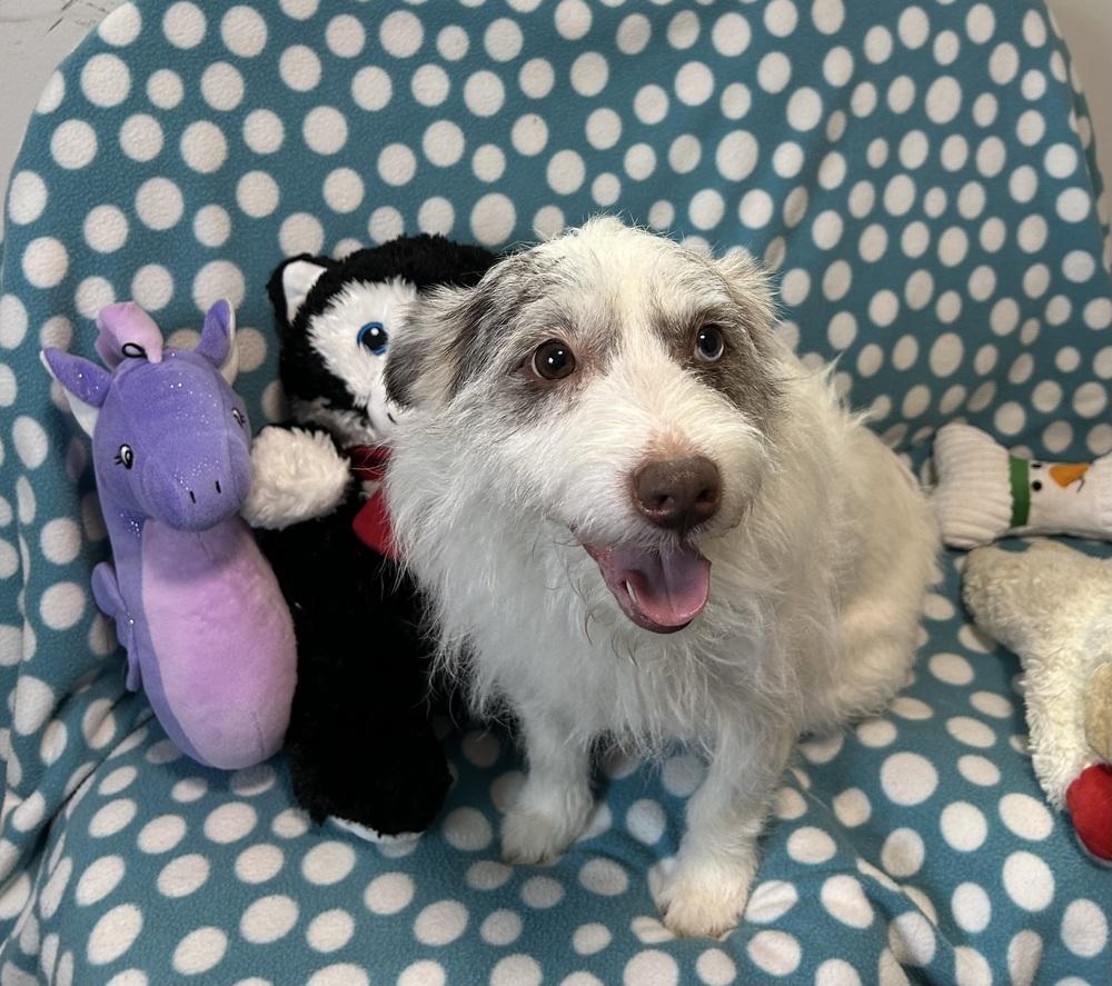 Playboy, Adoptable, Adult Male Aussiedoodle.