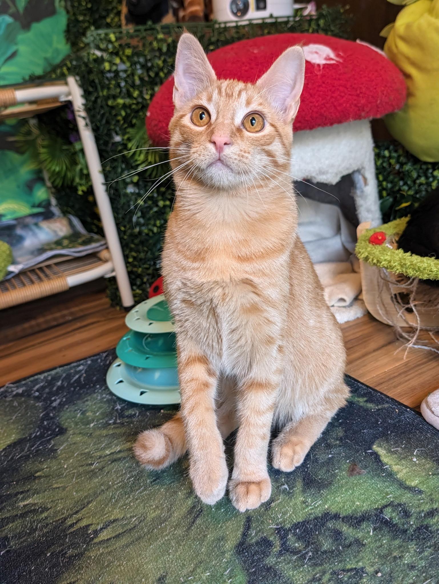 Enlarge Butter Ball, a Adoptable Domestic Short Hair in Beaverton, OR image 1/2