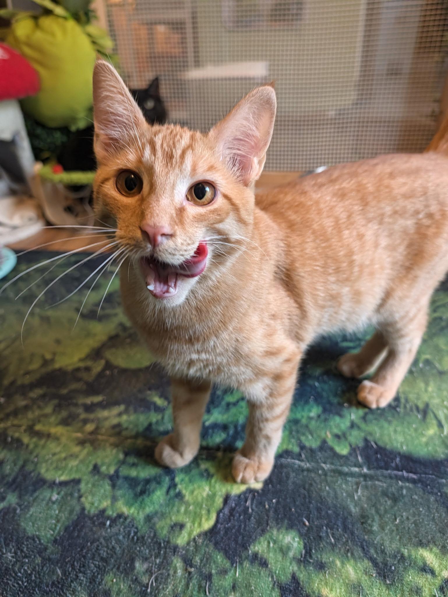 Enlarge Butter Ball, a Adoptable Domestic Short Hair in Beaverton, OR image 2/2