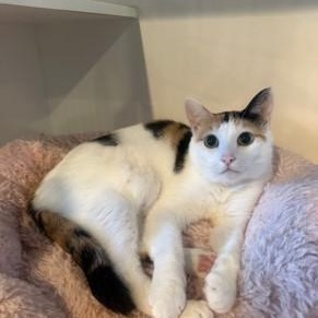 Enlarge Sonja, a Adoptable Domestic Short Hair in Lodi, CA image 1/1