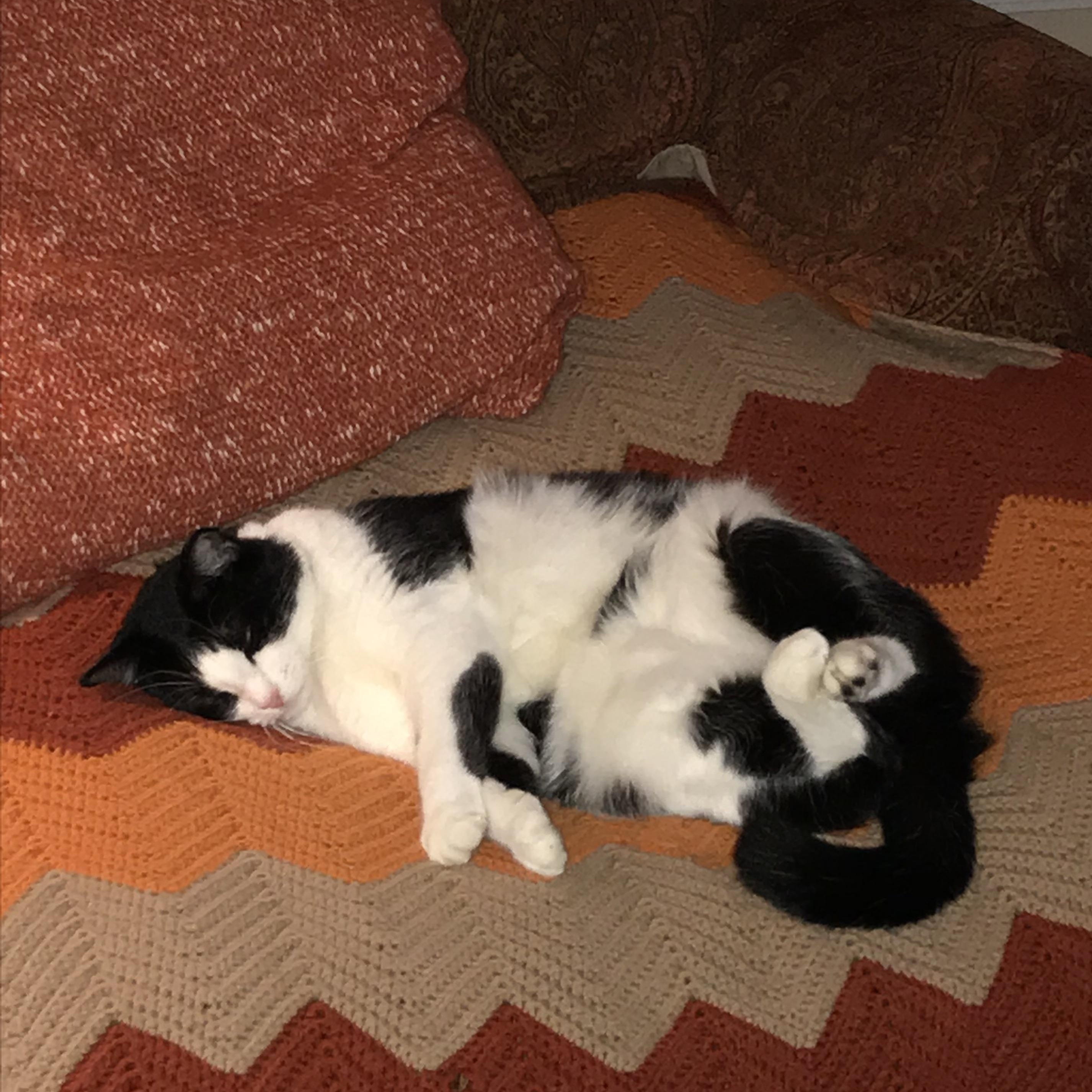 Lucy, a ADOPTABLE Domestic Short Hair in Montgomery, AL image 3/4