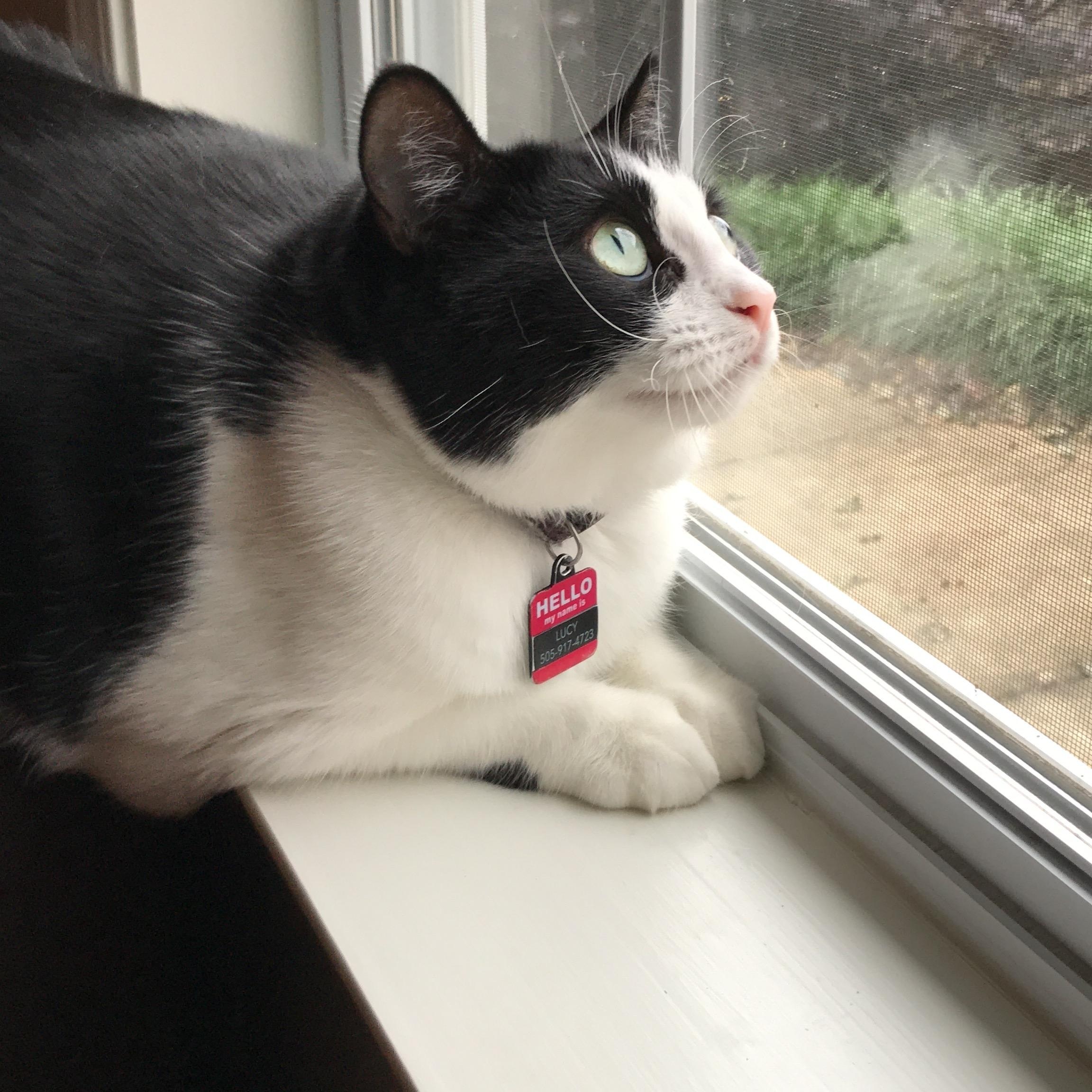 Lucy, ADOPTABLE, Senior Female Domestic Short Hair.